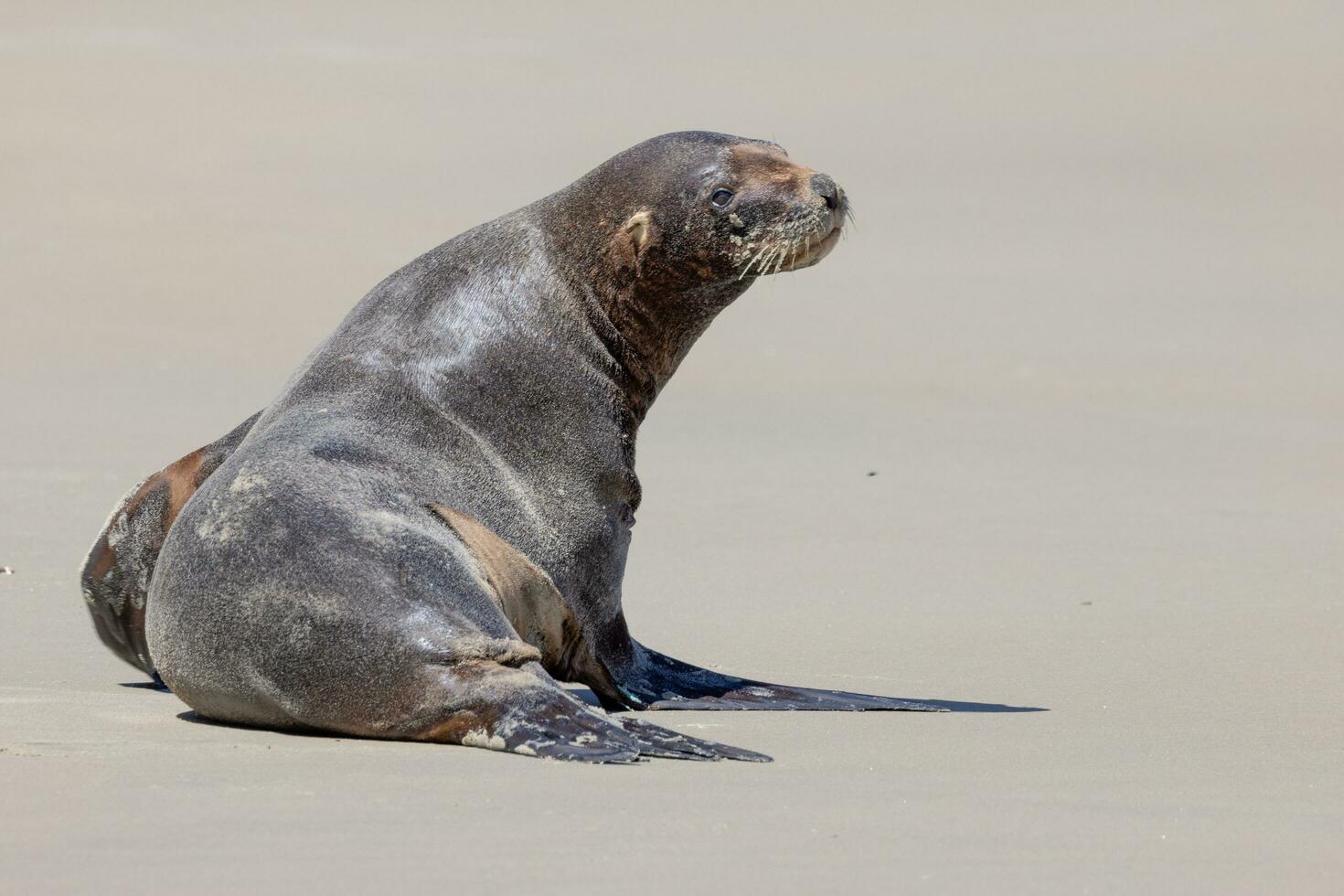 león marino de nueva zelanda foto