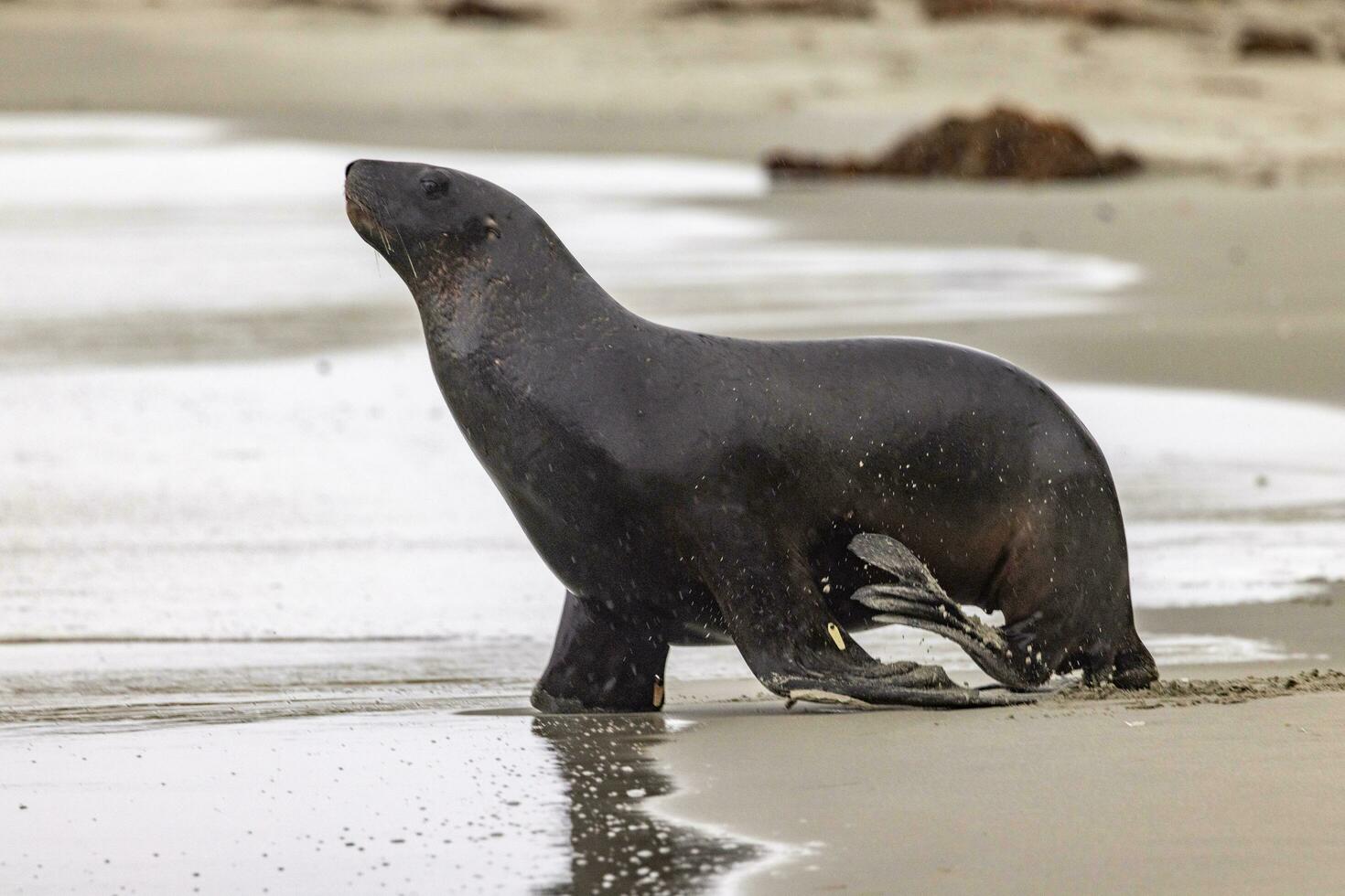 New Zealand Sea Lion photo