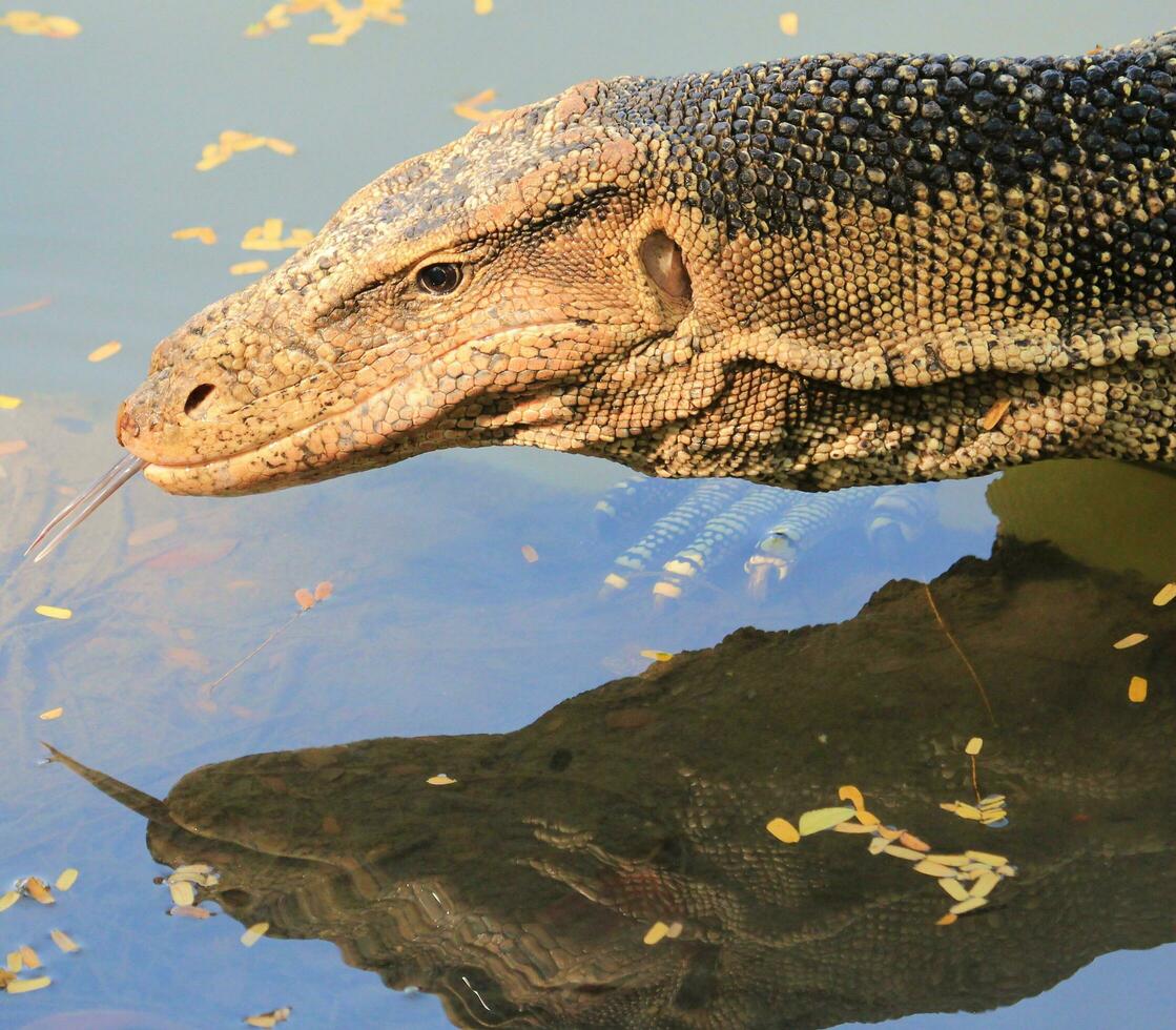 Water Monitor in Thailand photo