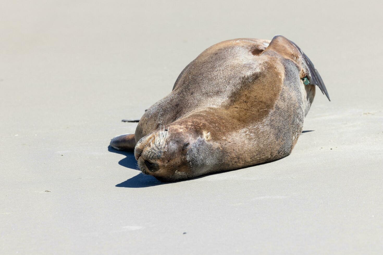 león marino de nueva zelanda foto