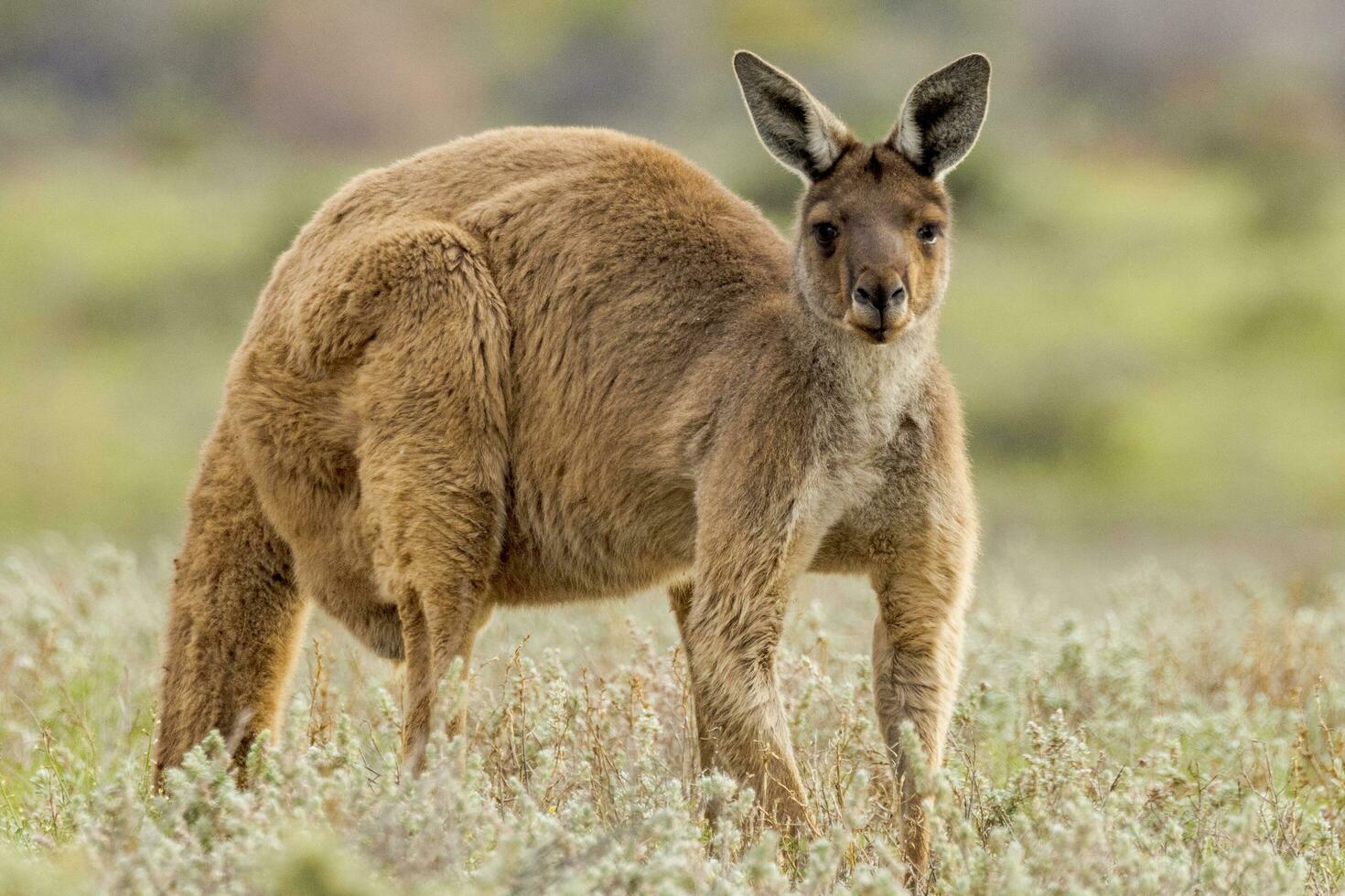 Red Kangaroo in Australia photo