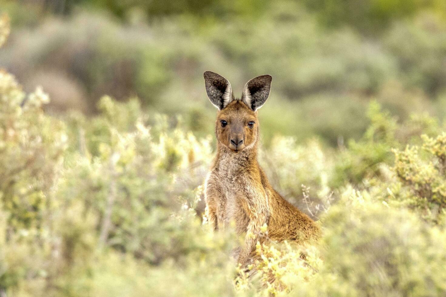 Red Kangaroo in Australia photo