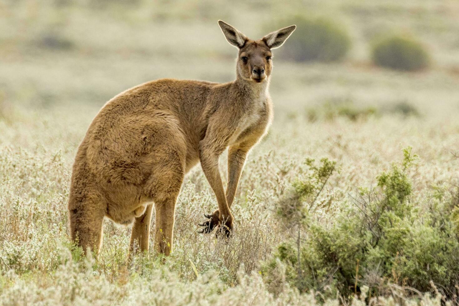Red Kangaroo in Australia photo