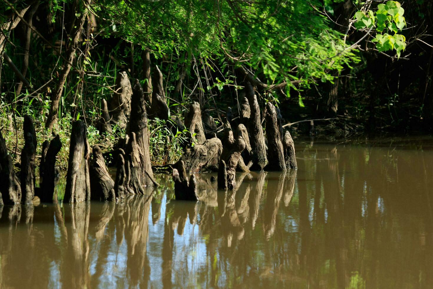 Big Thicket in Texas photo