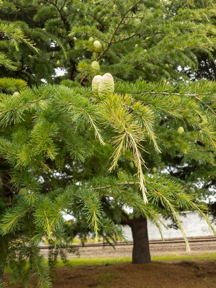 deodar cedro árbol foto