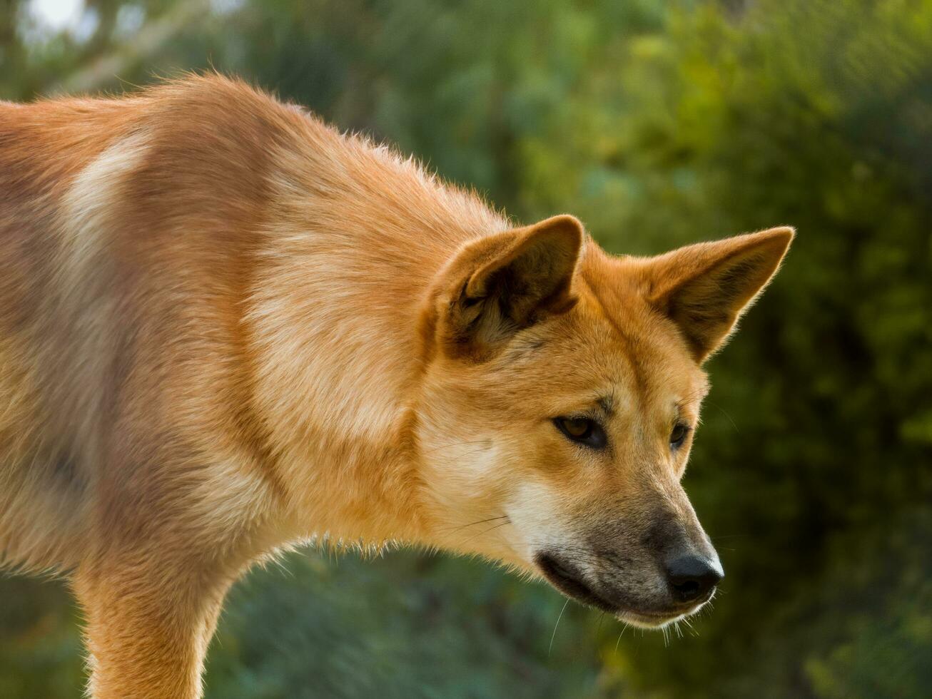 This Is A Close Up Of A Dingo Puppy Stock Photo - Download Image