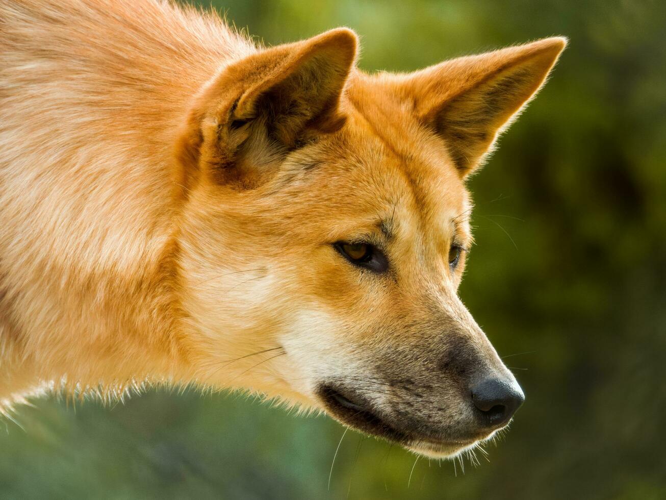 Dingo Dog in Australia photo