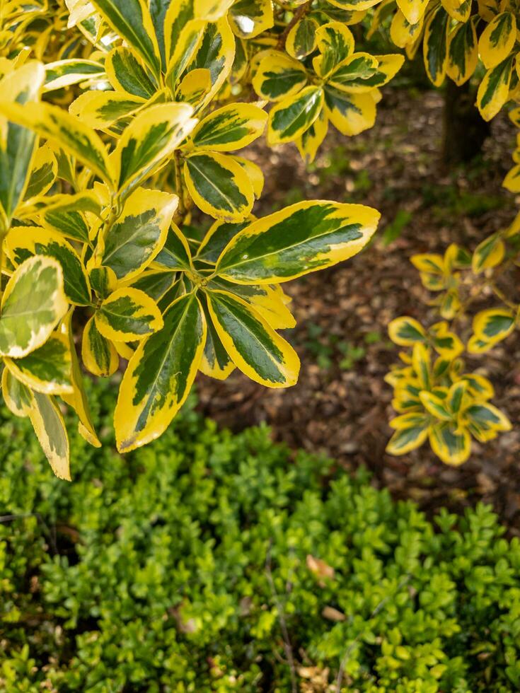 Fortune Spindle Plant photo