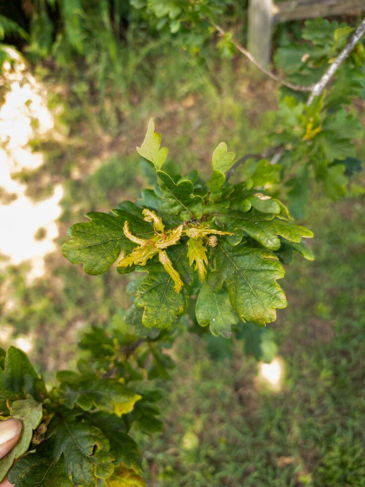 English Oak Tree photo