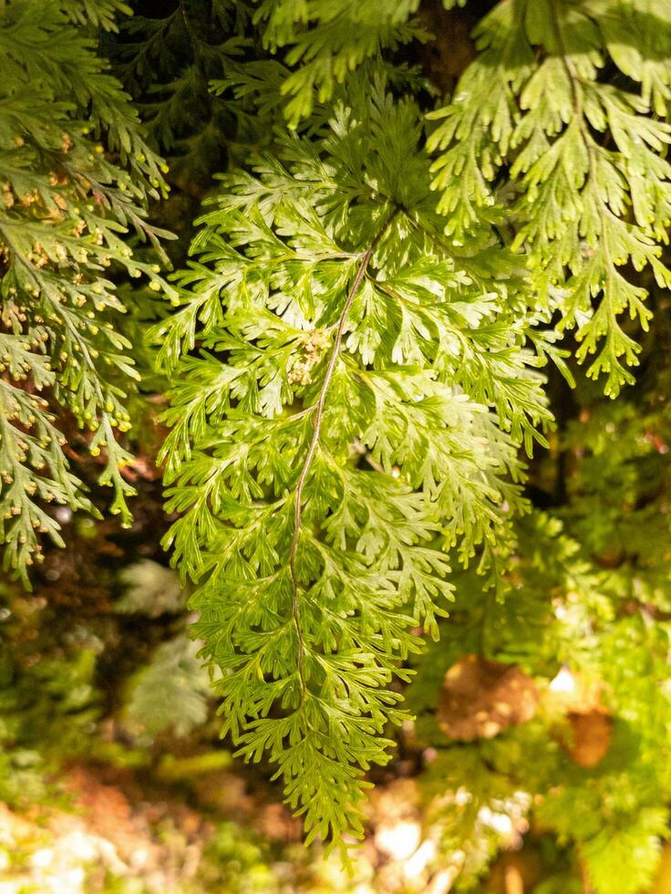 Filmy Fern Plant photo