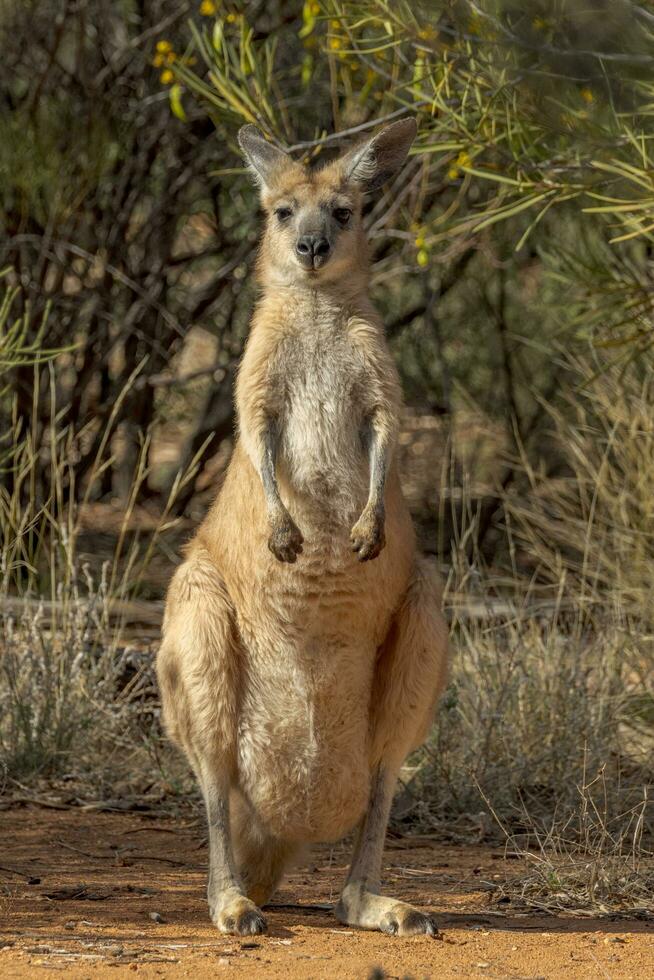Euro Wallaroo in Australia photo