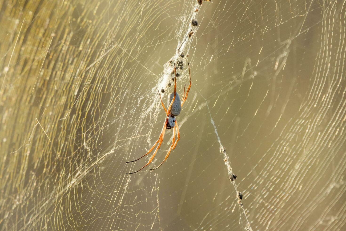 Golden Orb Spider photo