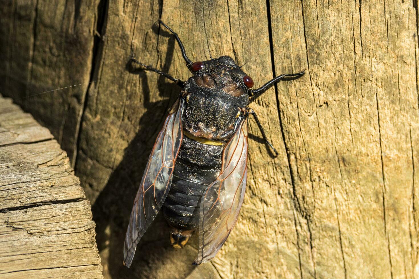 gigante cigarra en Australia foto