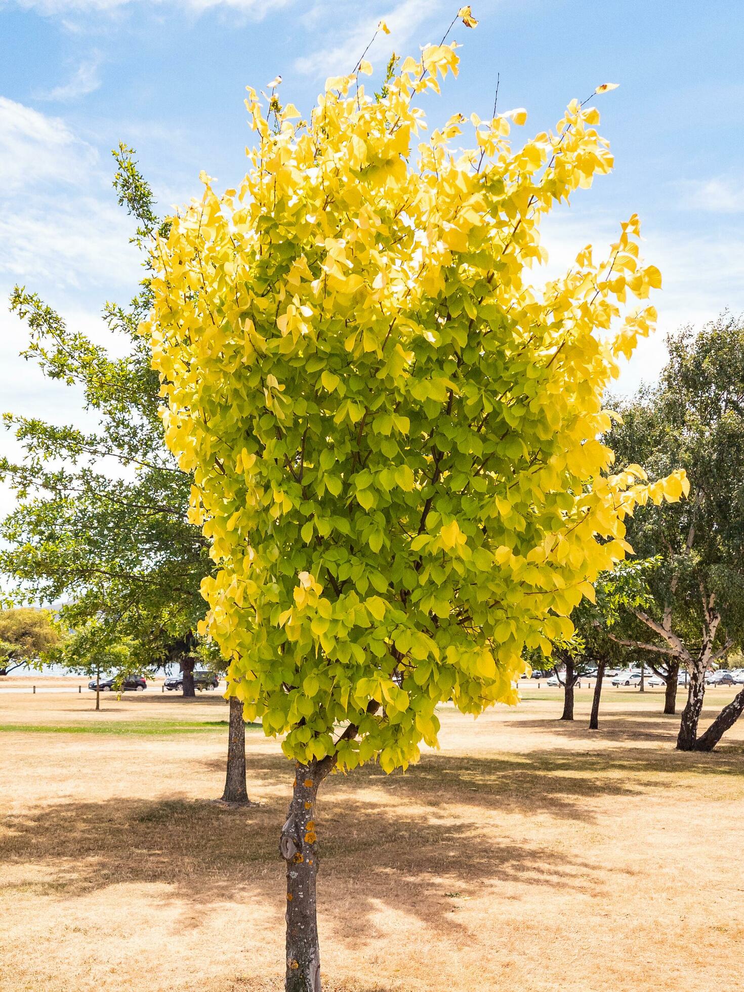 Golden Elm Tree 25931914 Stock Photo at Vecteezy