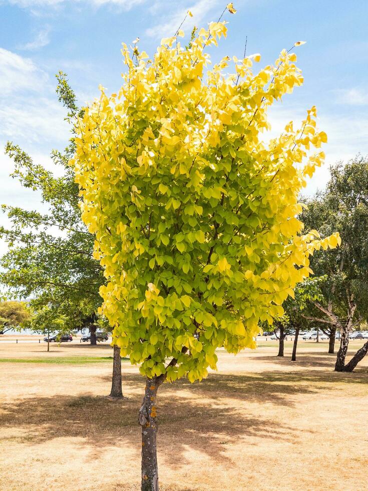 Golden Elm Tree photo