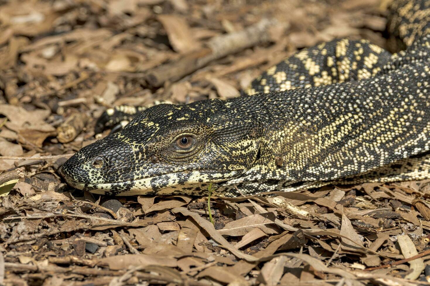Lace Monitor in Australia photo
