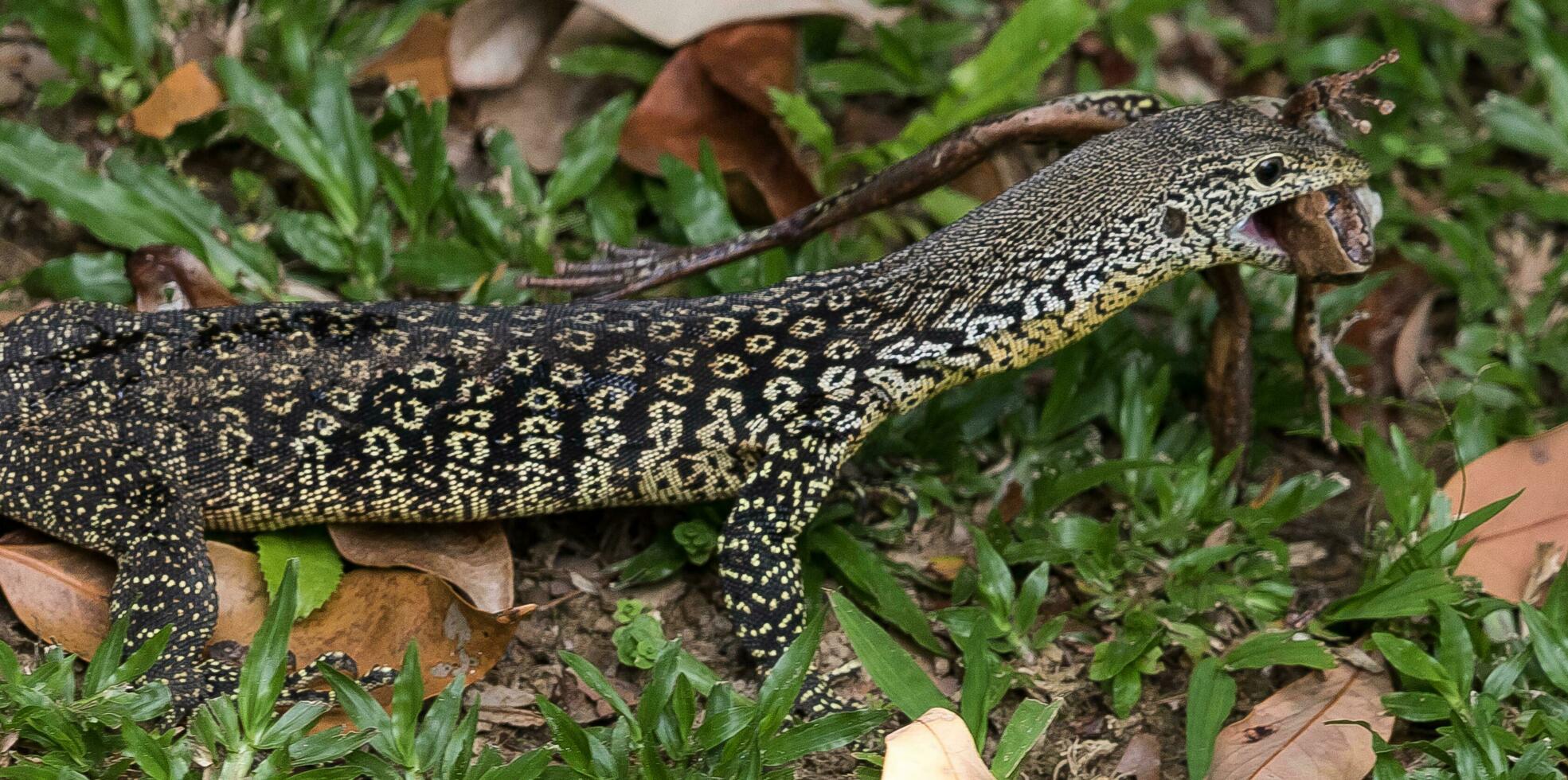 cordón monitor en Australia foto