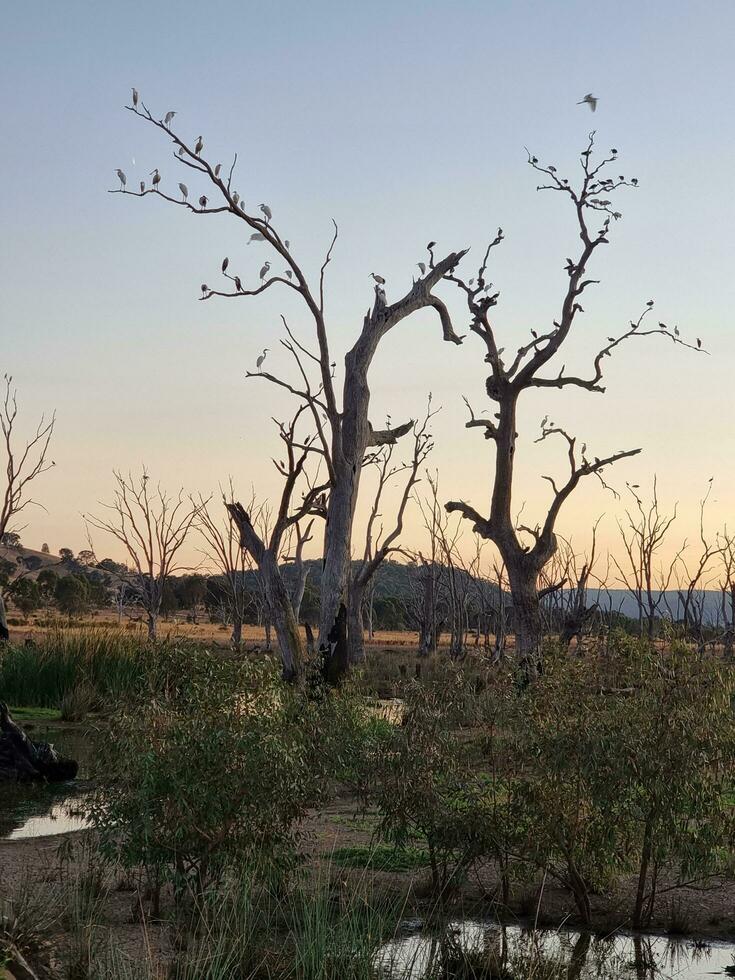 Winton Wetlands, Victoria, Australia photo