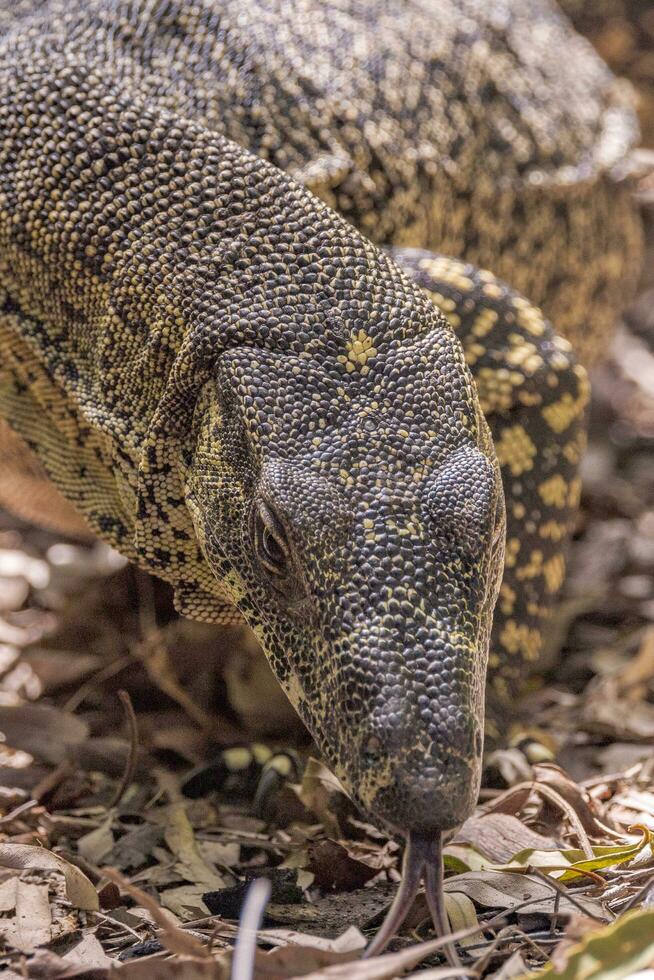 Lace Monitor in Australia photo