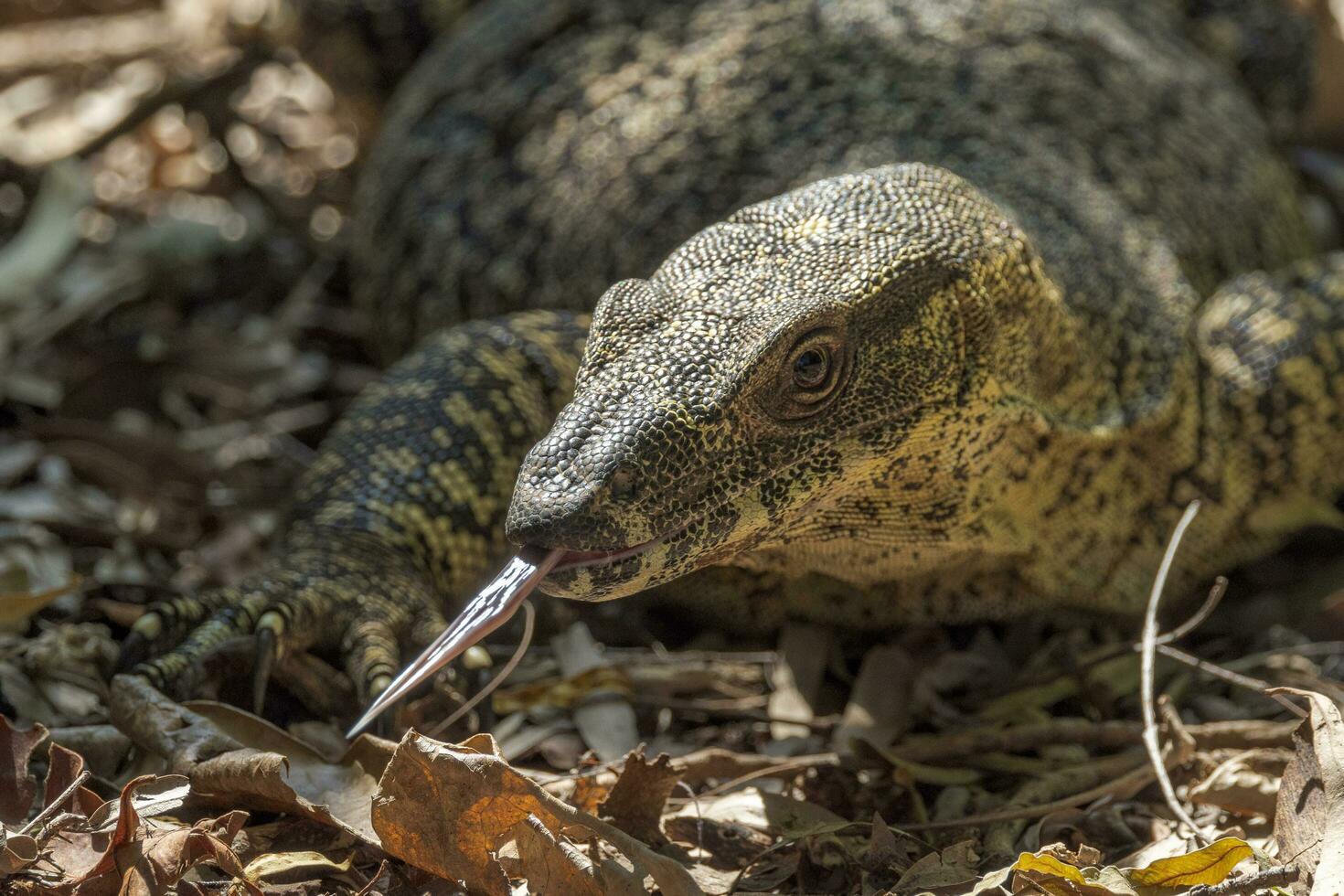 Lace Monitor in Australia photo