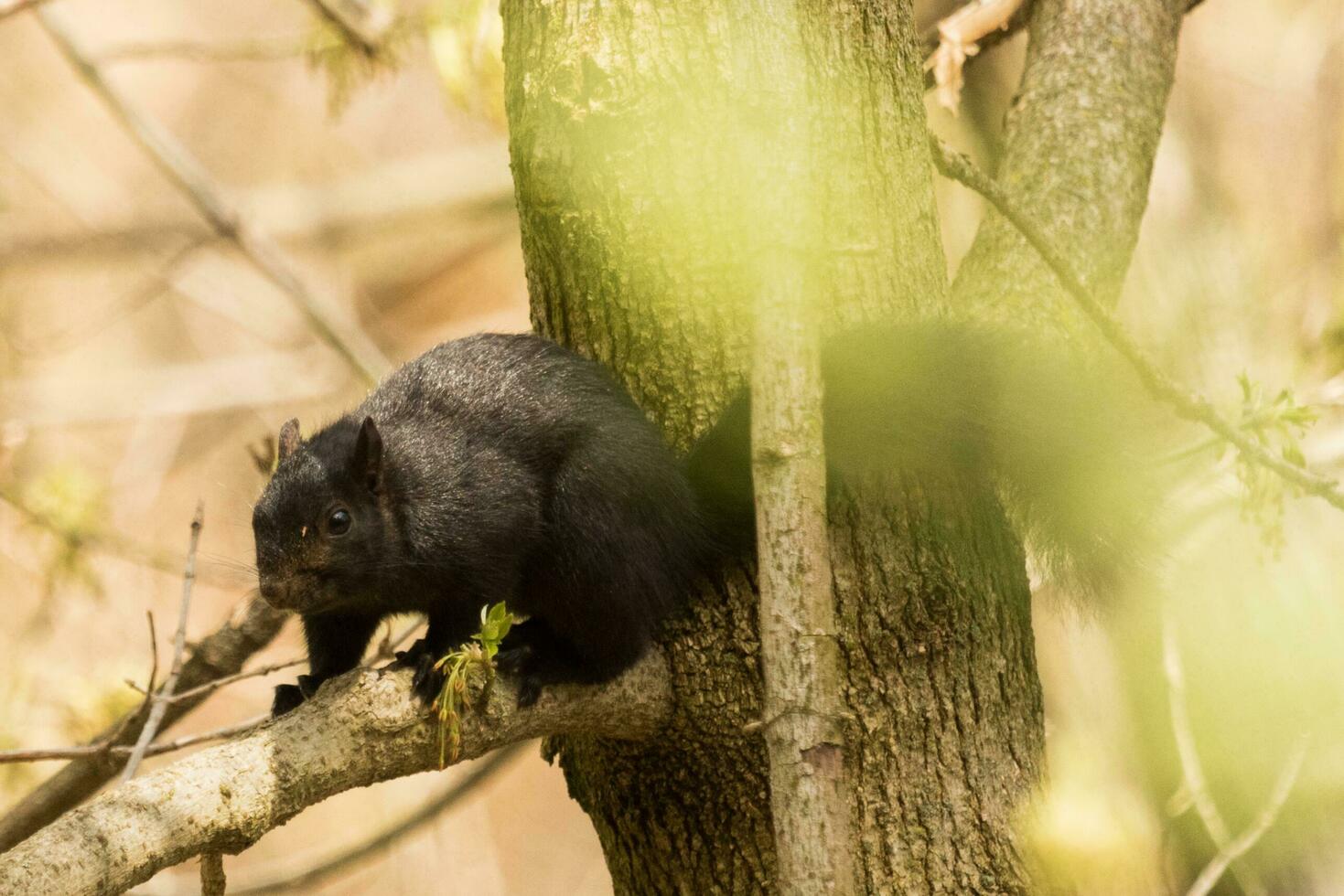 Cute Grey Squirrel photo