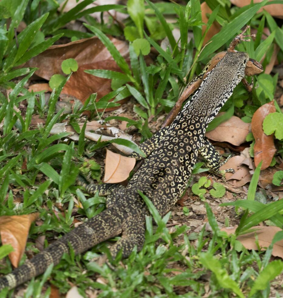 cordón monitor en Australia foto