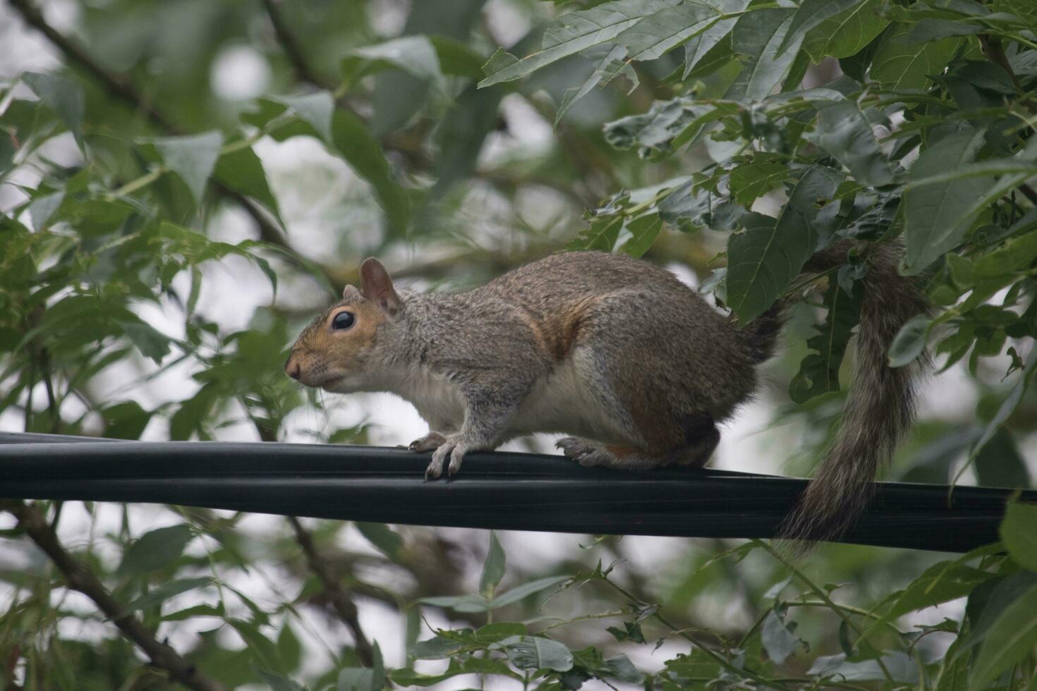 Cute Grey Squirrel photo