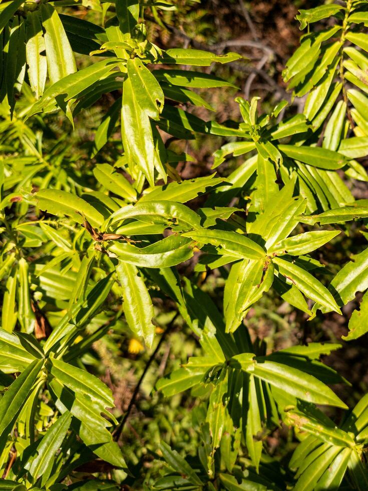 Koromiko Plant in New Zealand photo