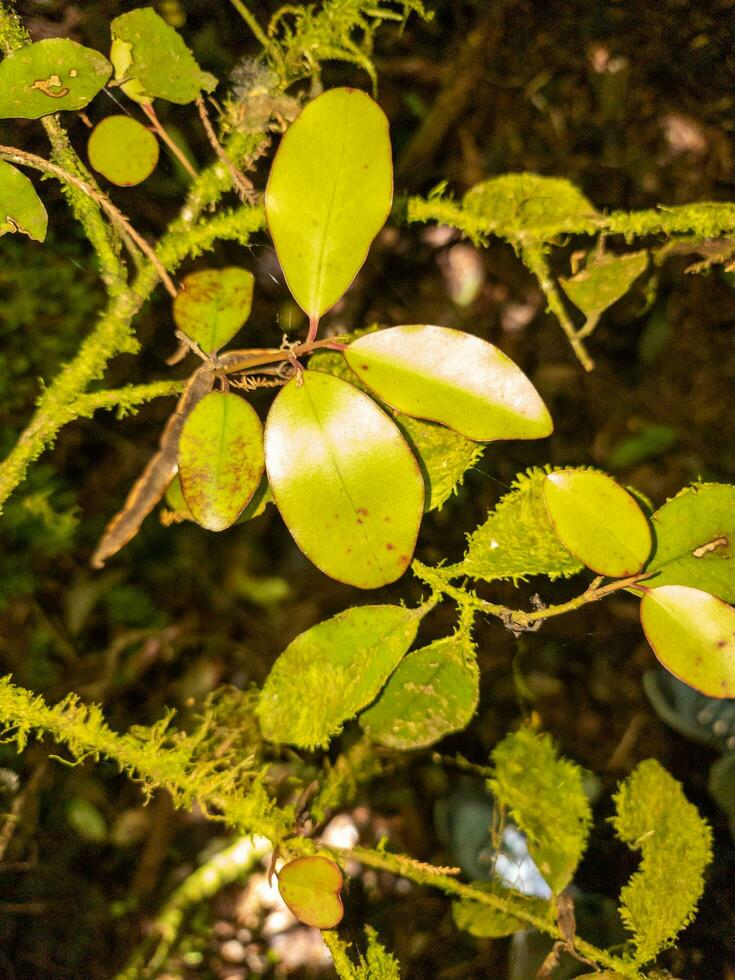 Horopito Plant in New Zealand photo