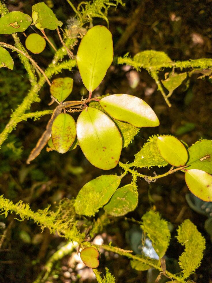 horopito planta en nuevo Zelanda foto