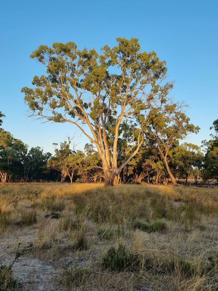 Kiata Campground, Little Desert, Australia photo