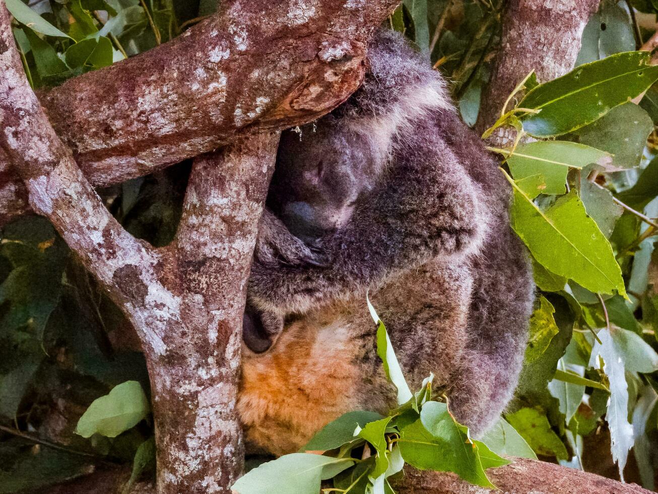 coala oso en Australia foto