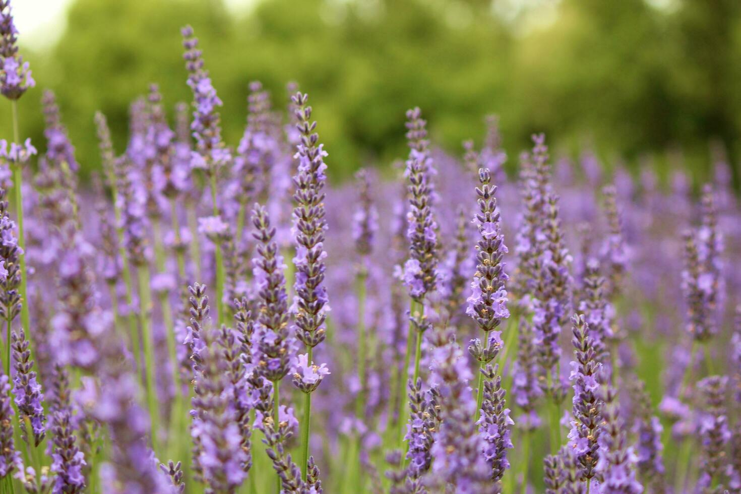 lavanda plantas y flores foto