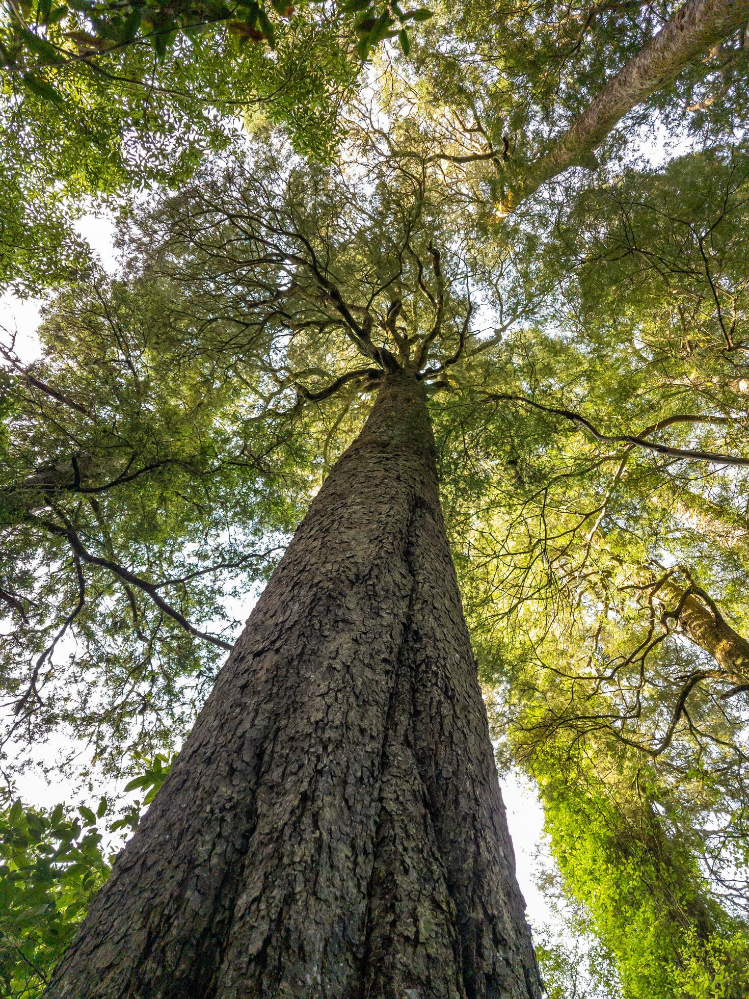 Kahikatea Tree in New Zealand 25932027 Stock Photo at Vecteezy