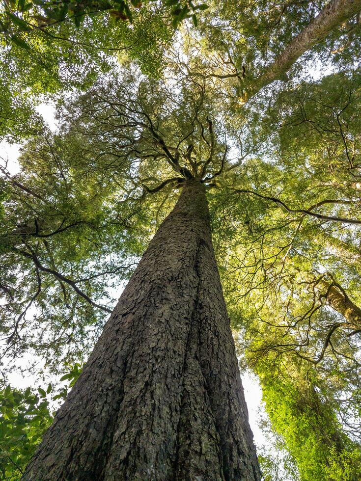 kahikatea árbol en nuevo Zelanda foto