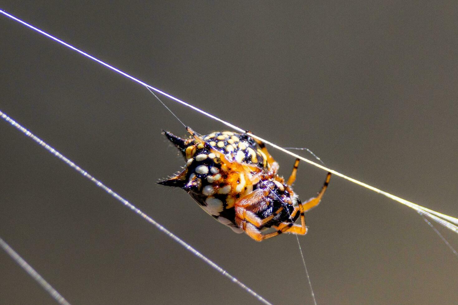 Jewel Spider in Australia photo