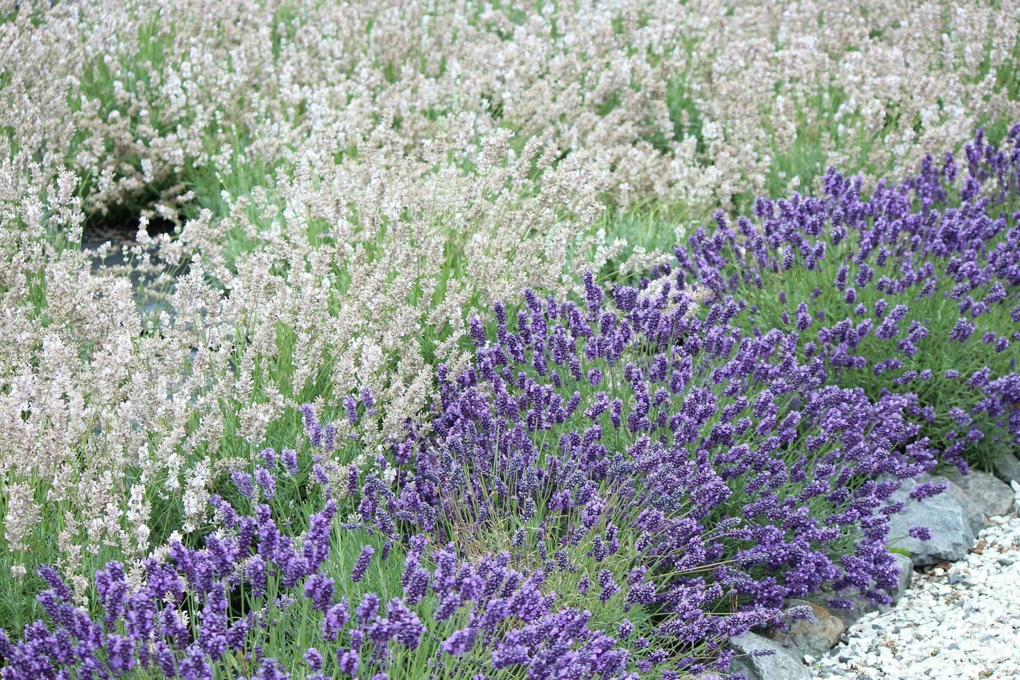 lavanda plantas y flores foto