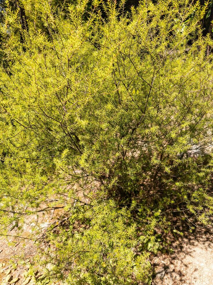 kanuka té árbol planta foto