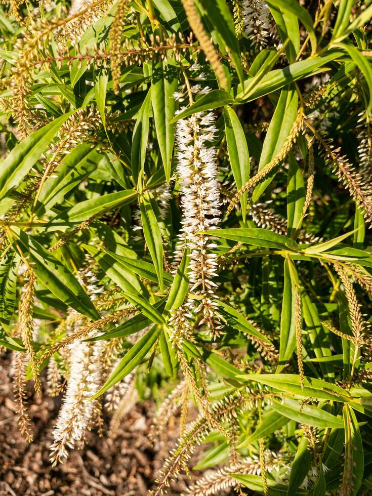 Koromiko Plant, New Zealand photo