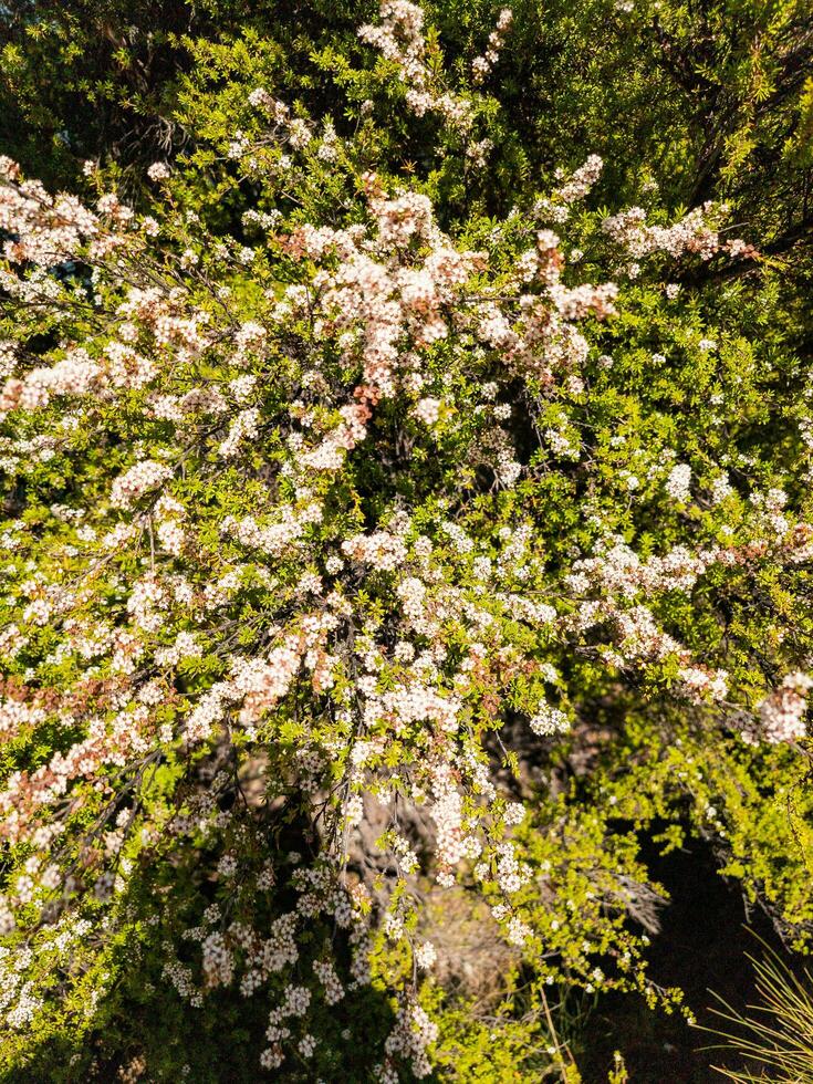 Kanuka Tea Tree Plant photo