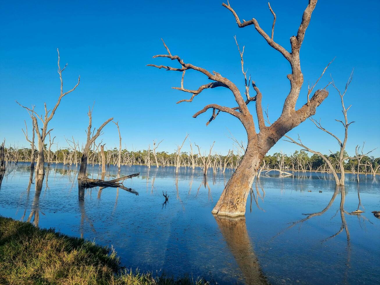 Lara Wetlands, Queensland Australia photo
