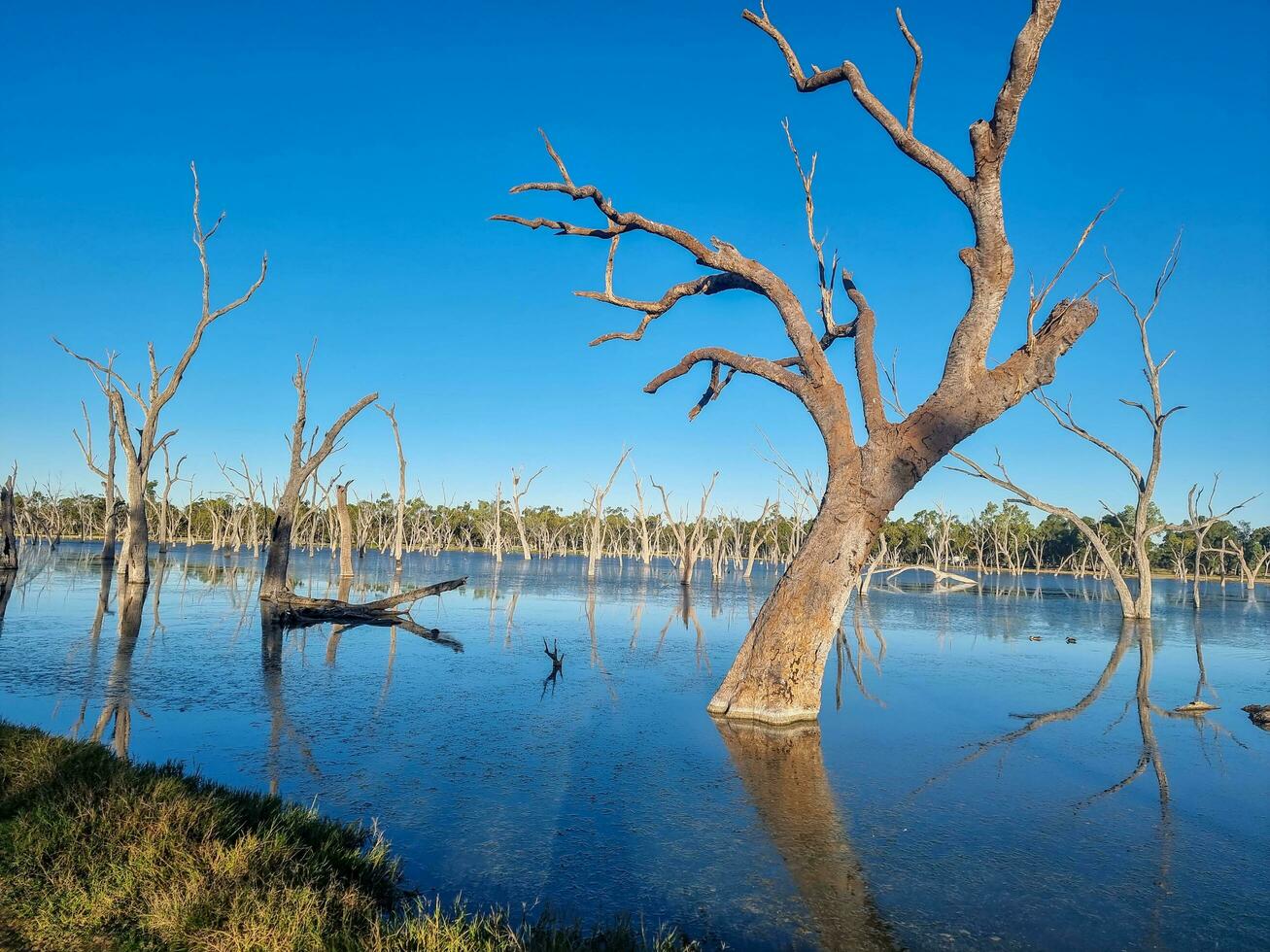 lara humedales, Queensland Australia foto