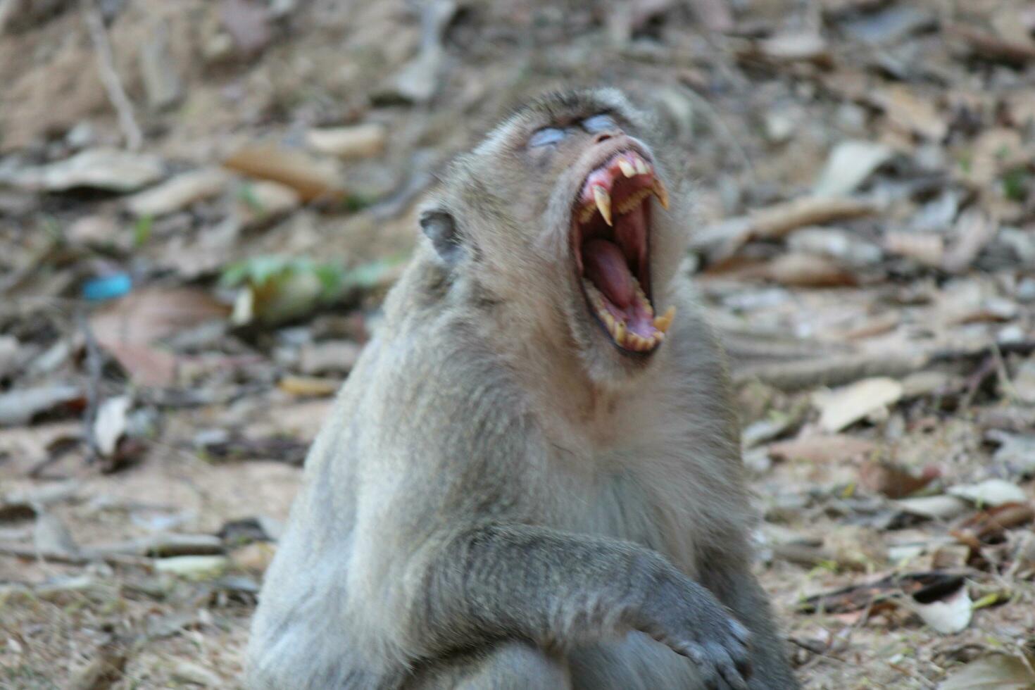 Long-tailed Macaque Monkey photo
