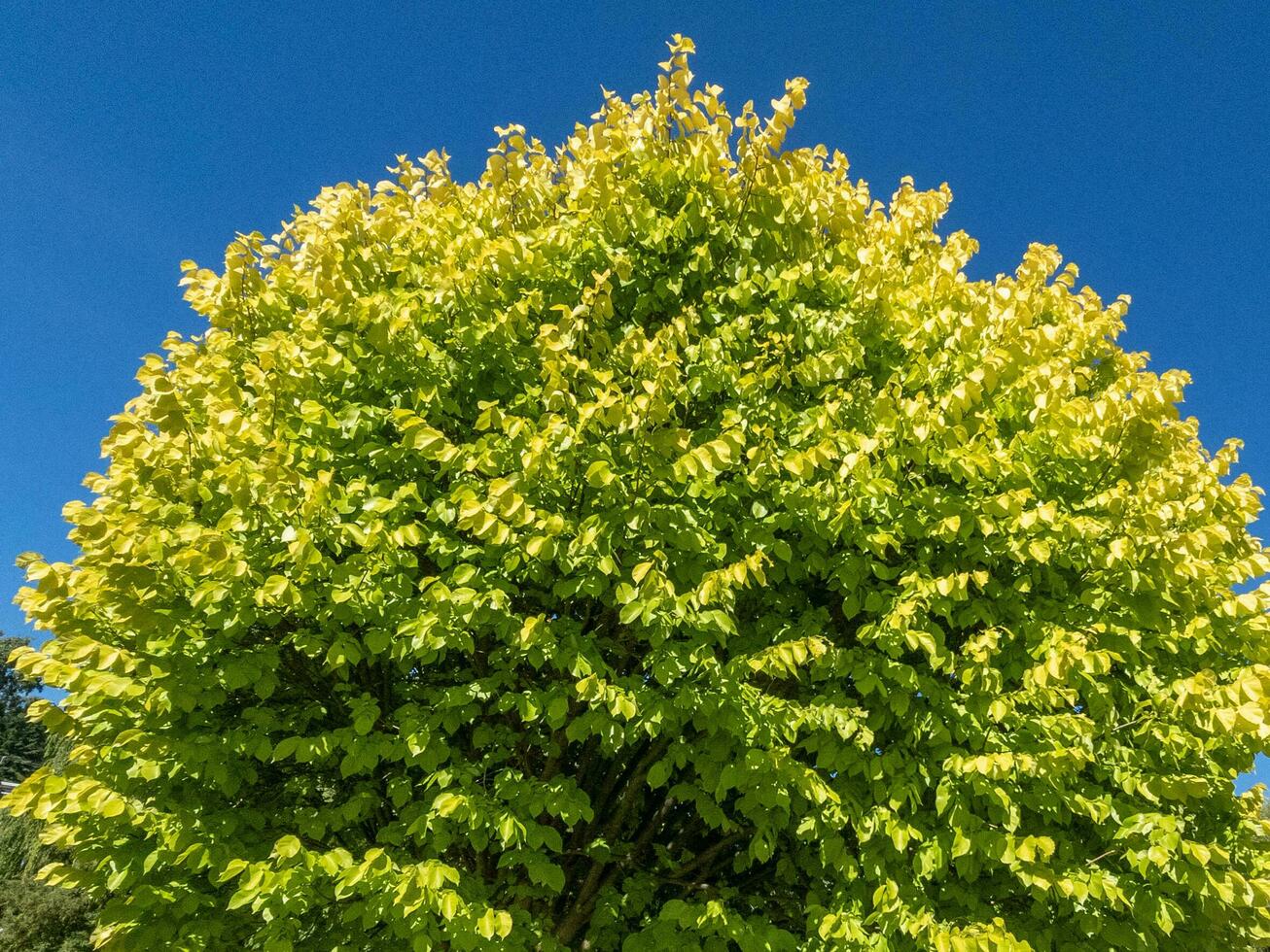 Lindens Tree in New Zealand photo