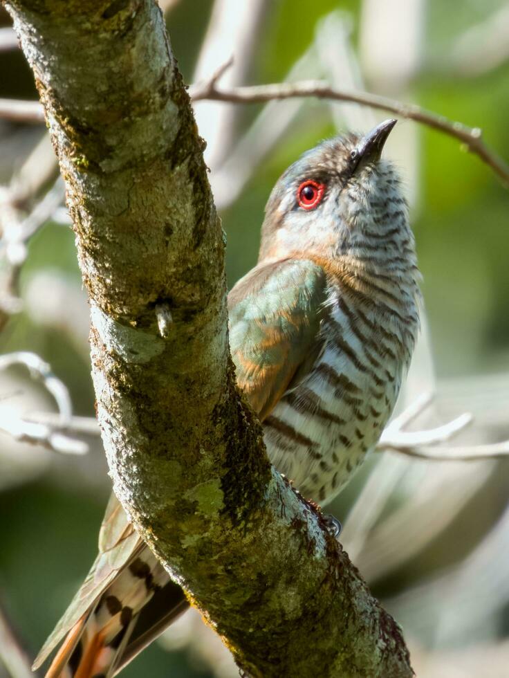 Little Bronze Cuckoo photo