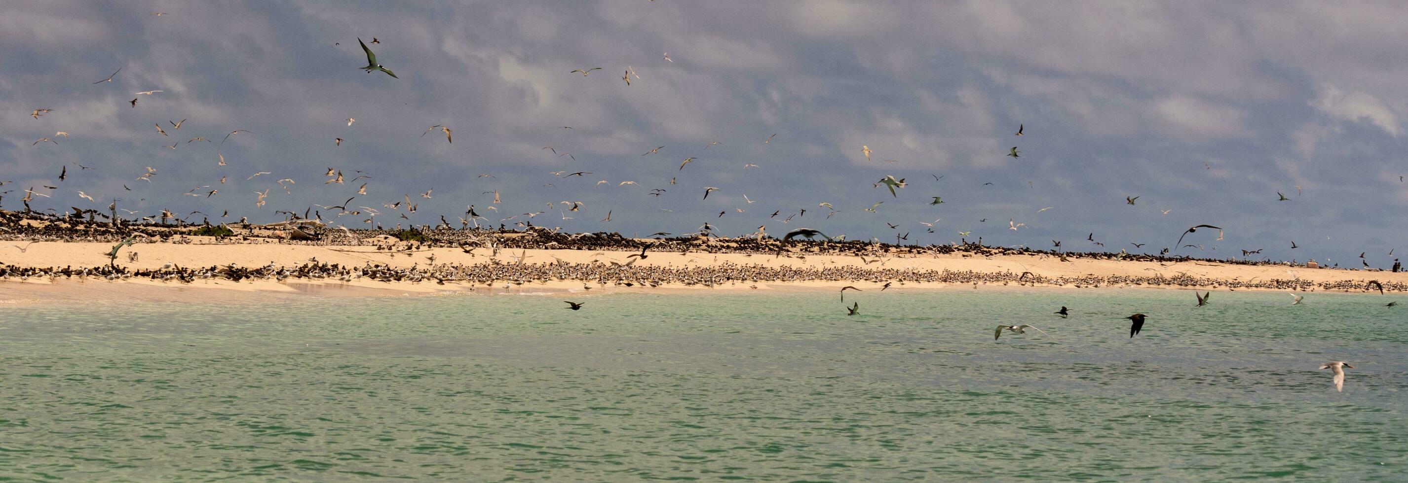 Michaelmas Cay, Queensland Australia photo