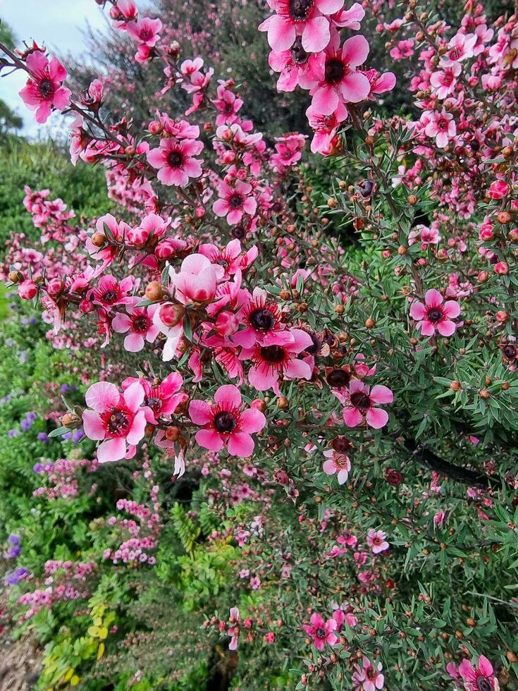 Manuka Plant and Flowers photo