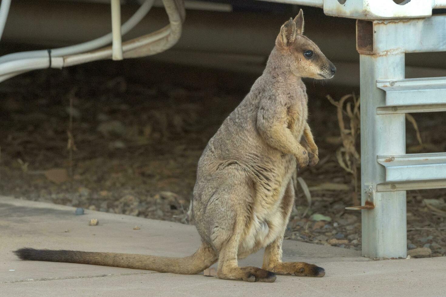 Nail Tail Wallaby photo