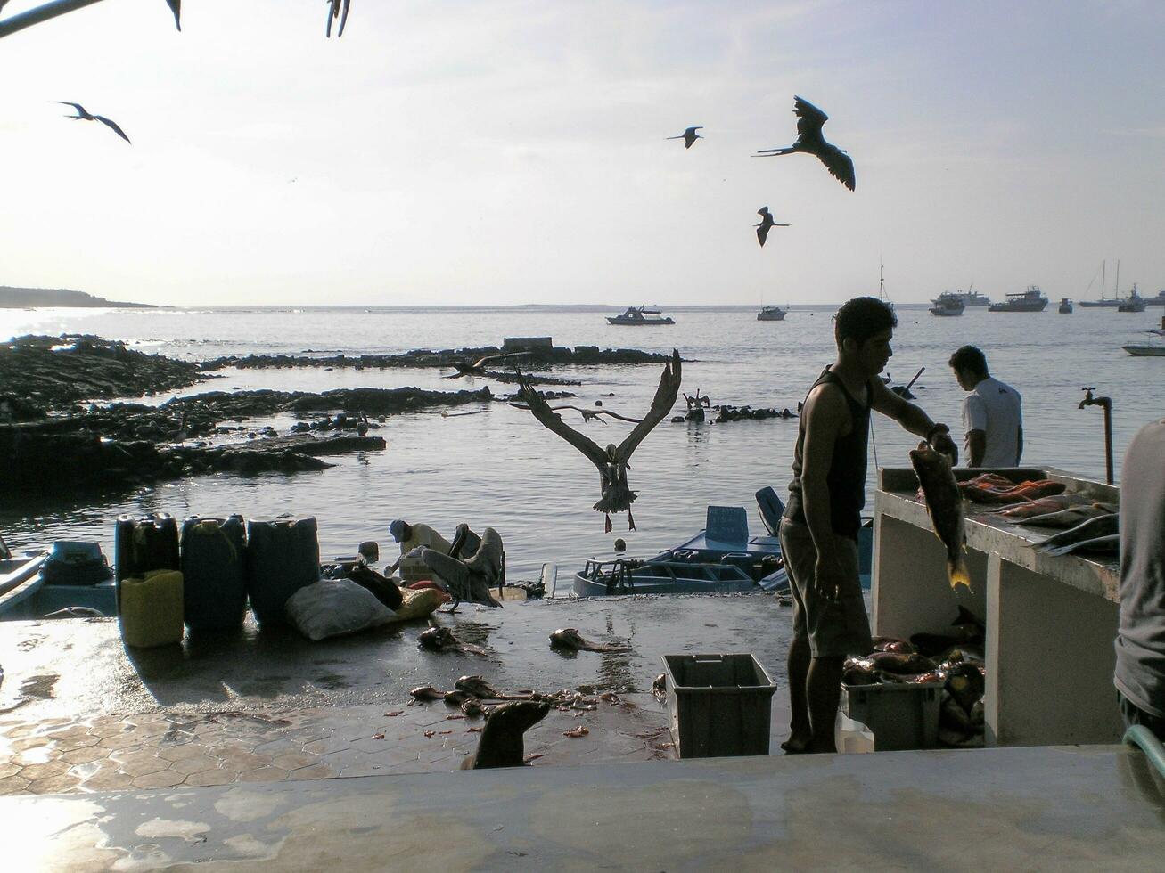 pescar en el galápagos islas foto