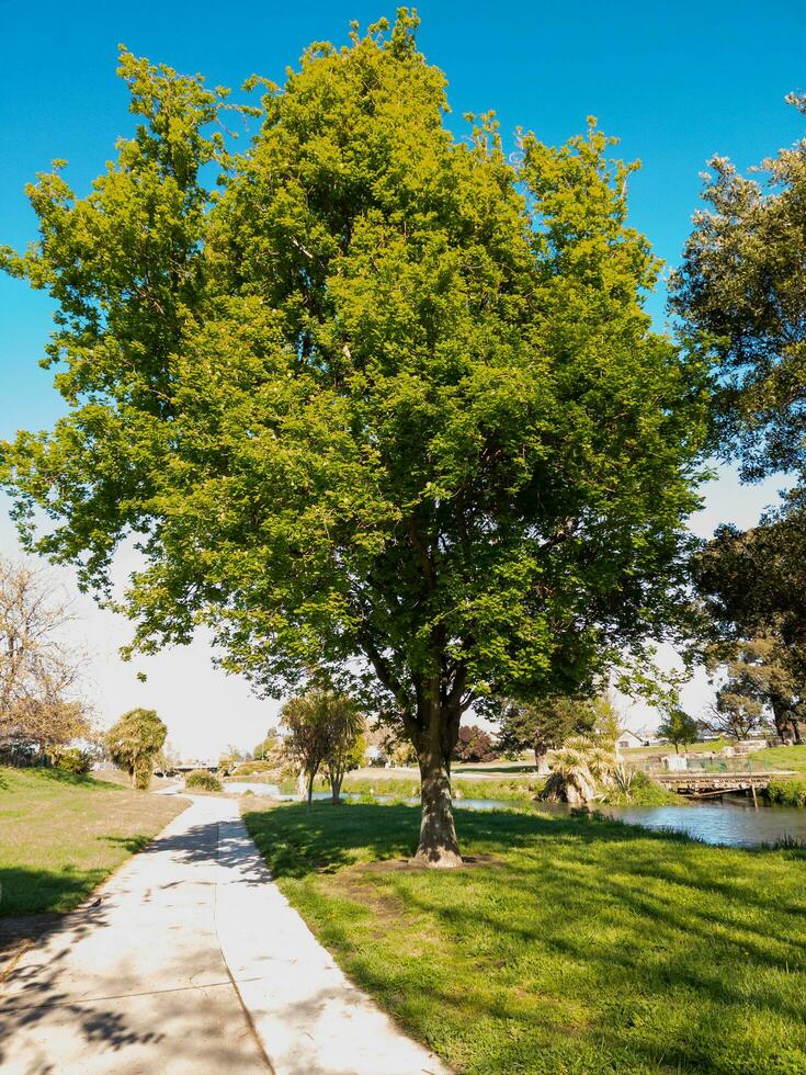 Maple Tree in New Zealand photo